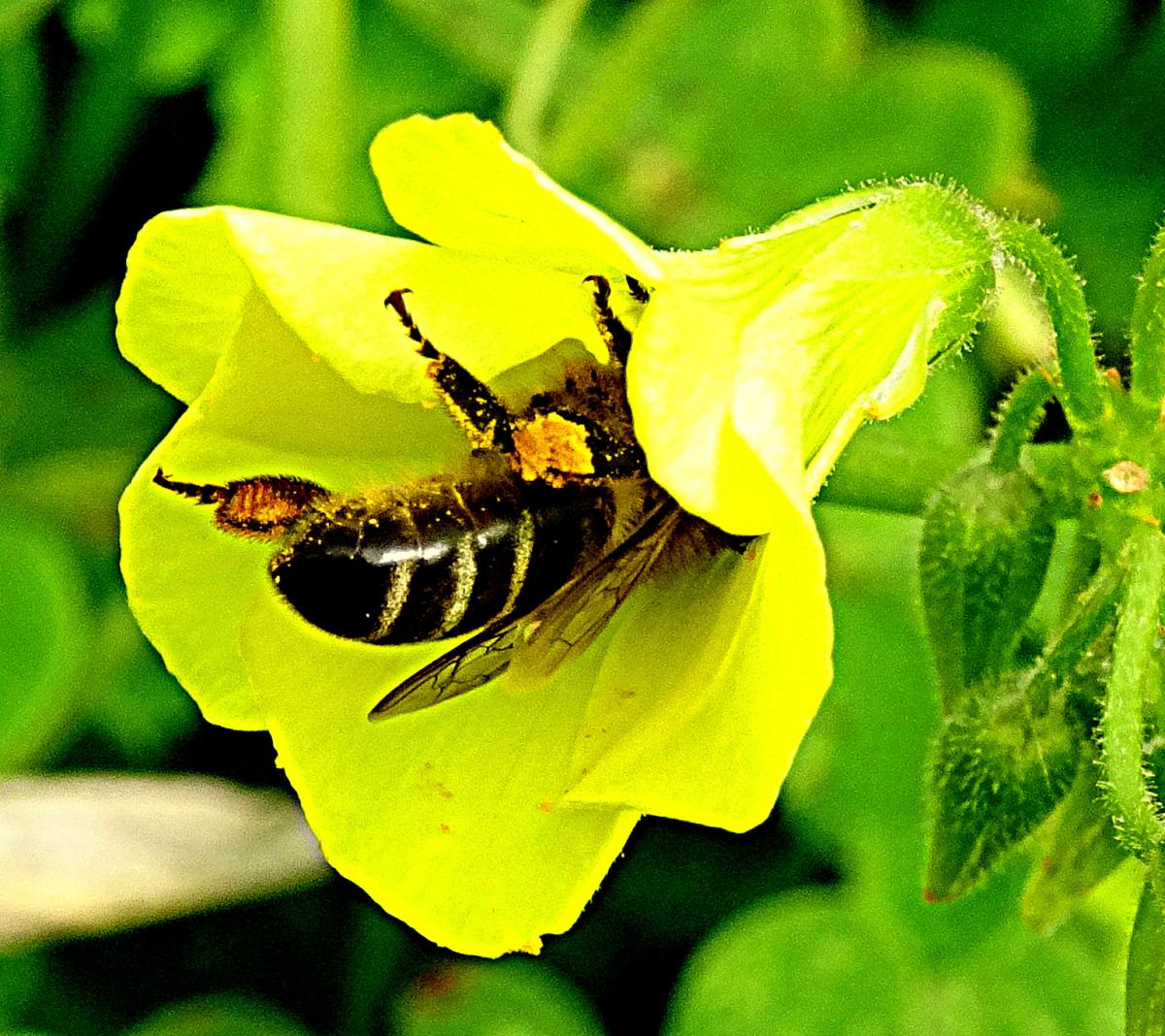 Biene in Kleeblume
